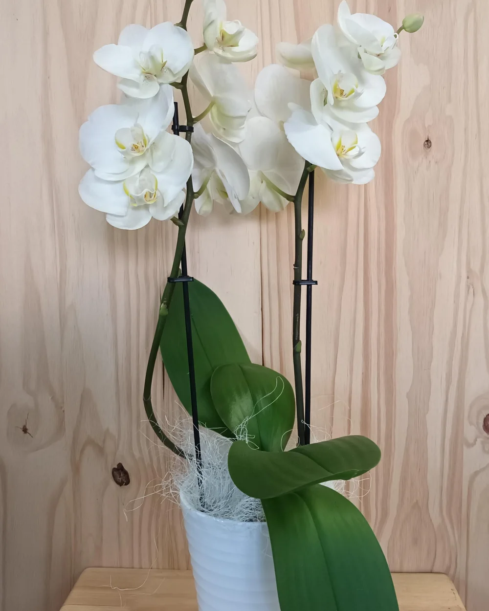 Orchidée Phalaenopsis blanche en pot