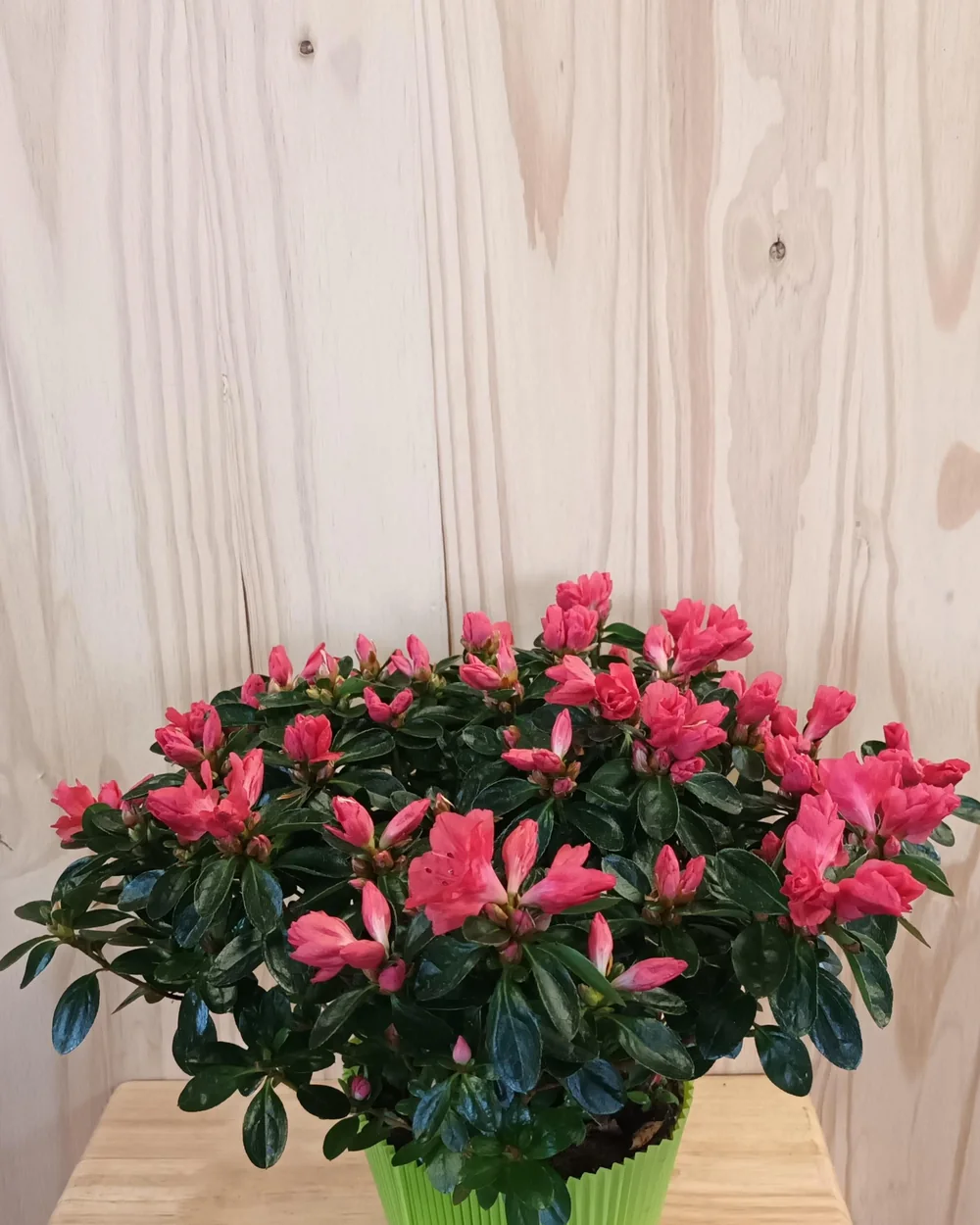 Azalée en fleurs
